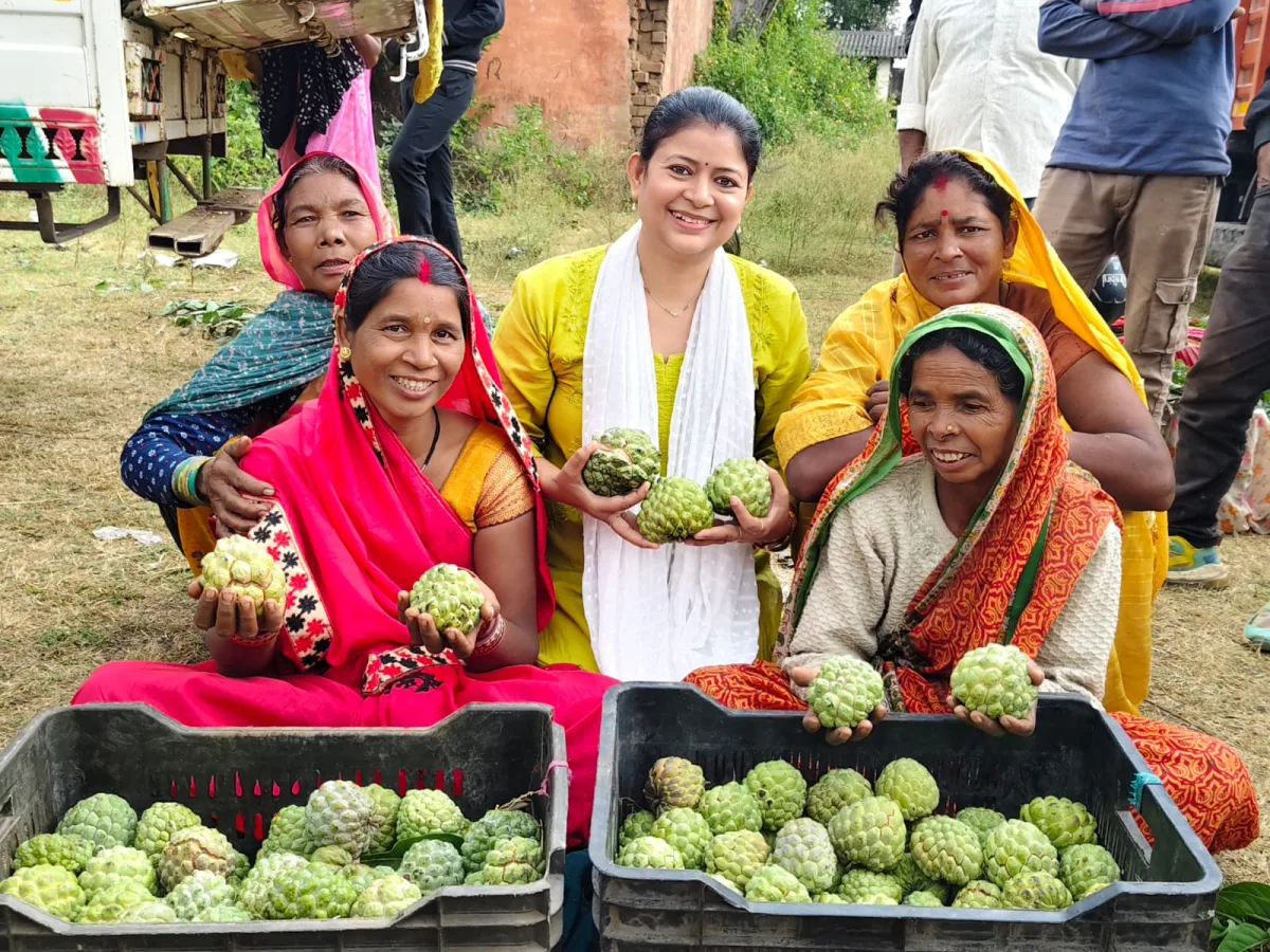 दुबई के बाजार में पहुंचेगा सिवनी का जंबो सीताफल, 31 अक्टूबर को पहली खेप होगी रवाना
