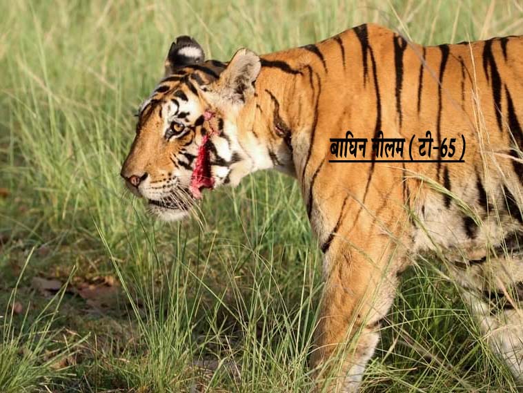 बाघिन नीलम आपसी संघर्ष में पुन: घायल