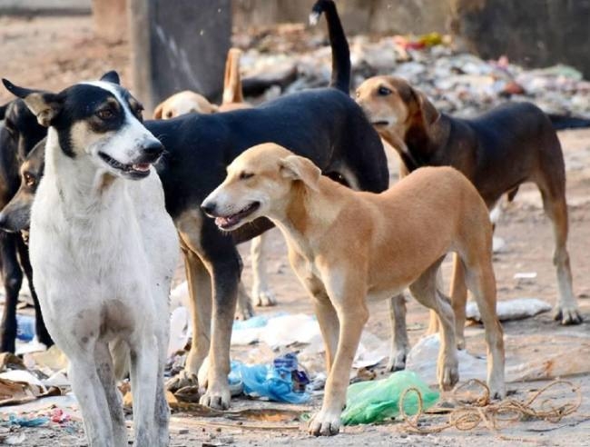 रेबीज एक अनजाना खतरा : पशु चिकित्सक ने जारी की एडवाइजरी