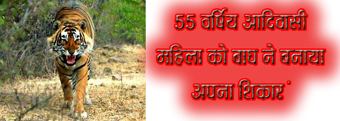 55 वर्षिय आदिवासी महिला को बाघ ने बनाया अपना शिकार