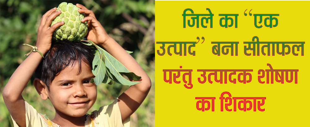 जिले का एक उत्पाद बना सीताफल परंतु उत्पादक शोषण का शिकार