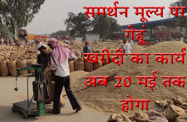 समर्थन मूल्य पर गेहूं खरीदी का कार्य अब 20 मई तक होगा