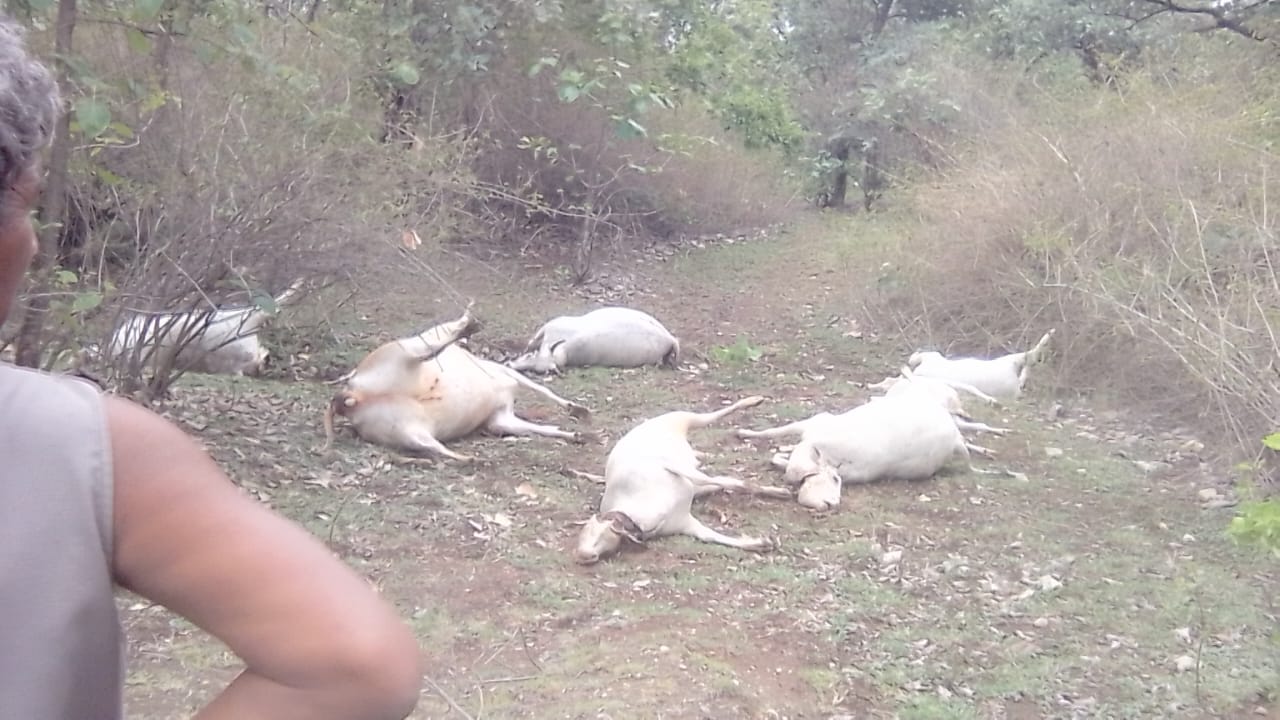 चार दर्जन गौवंश की क्रूरता पूर्वक हत्या, सनातन समाज में गुस्सा