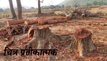 सैकडो वृक्षों को दिन दहाडे काटा जा रहा, कटे पेड़ों का सीना ठोक कर किया जा रहा परिवहन