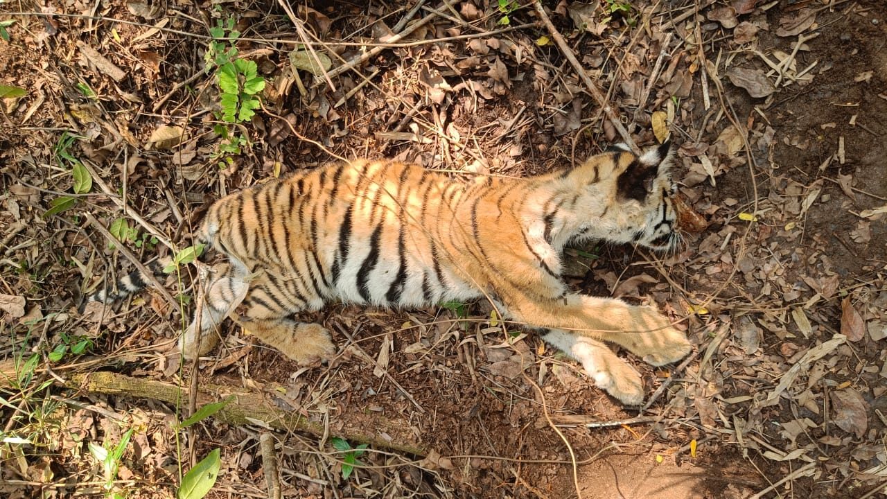 भूख के कारण बाघ शावक की मौत, प्रबंधन ने शव परीक्षण के लिये भेजा जबलपुर