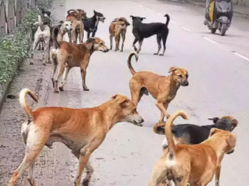 कुत्तों की नशबंदी में भारी भ्रष्टाचार, सिवनी नपा का कारनामा