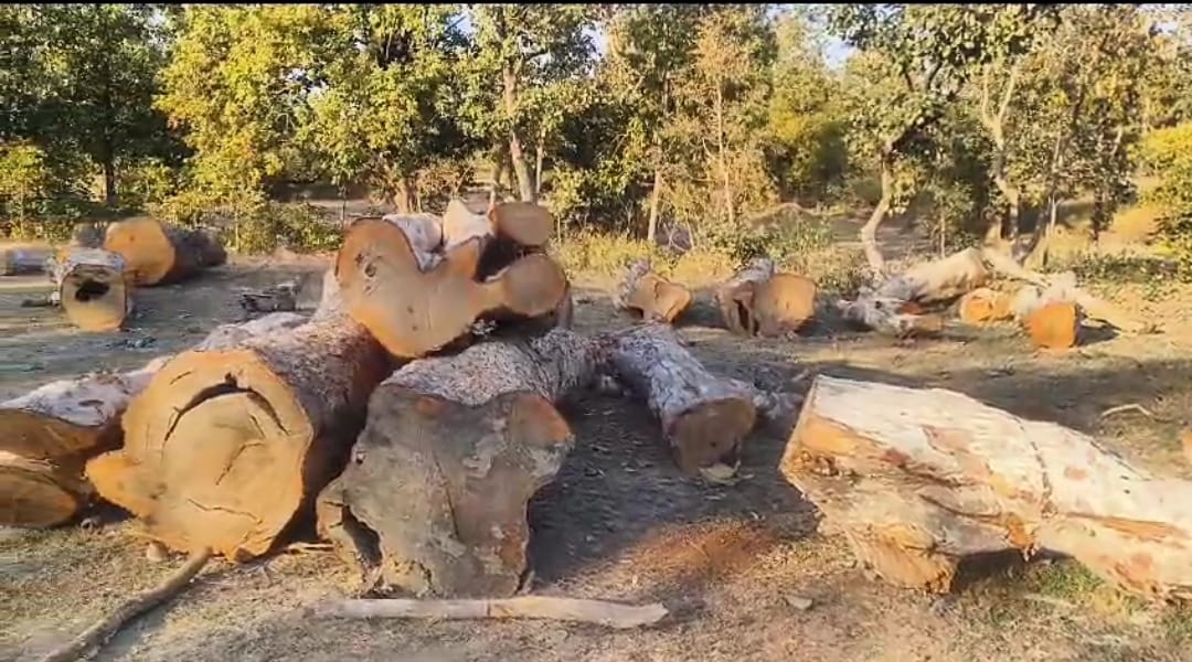 केवलारी में अंधाधुंध अवैध कटाई में वन विभाग को पीछा छोड़ा राजस्व विभाग 