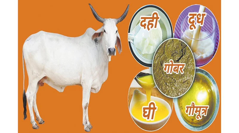 पंचगव्य चिकित्सा को बनाया जाए चिकित्सा पद्धति का अंग