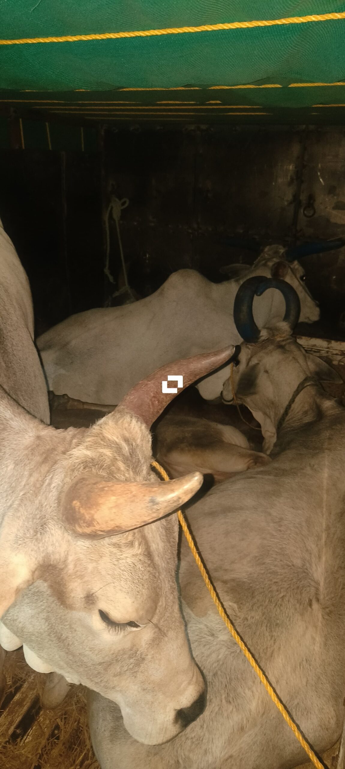 पुलिस के हत्थे चढे गौवंश तस्कर 05 नग गौवंश एवं एक टाटा पिकअप जप्त