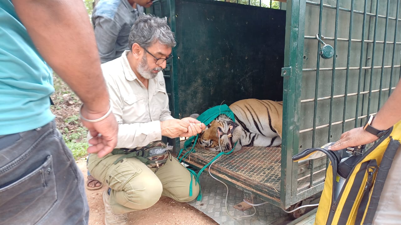 बावनथड़ी में युवक को मारने वाले बाघ को किया गया रेस्क्यू