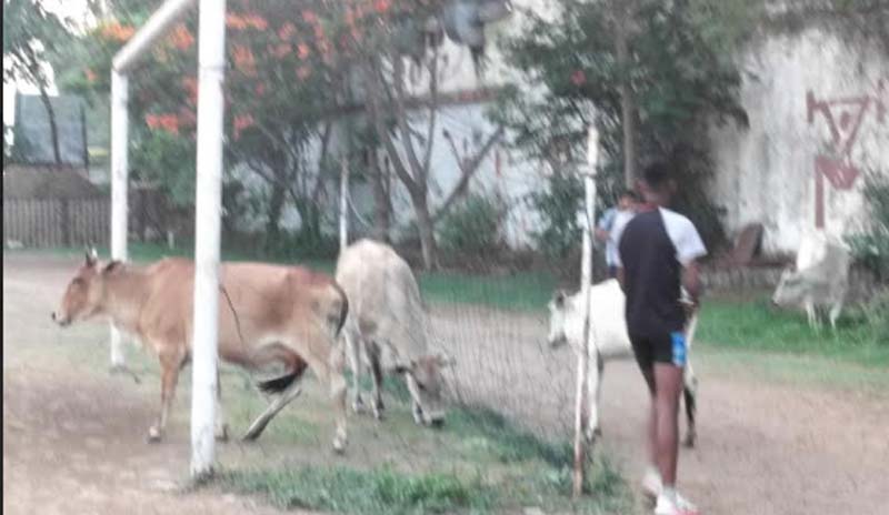 फुटबाल मैदान में गायों का डेरा