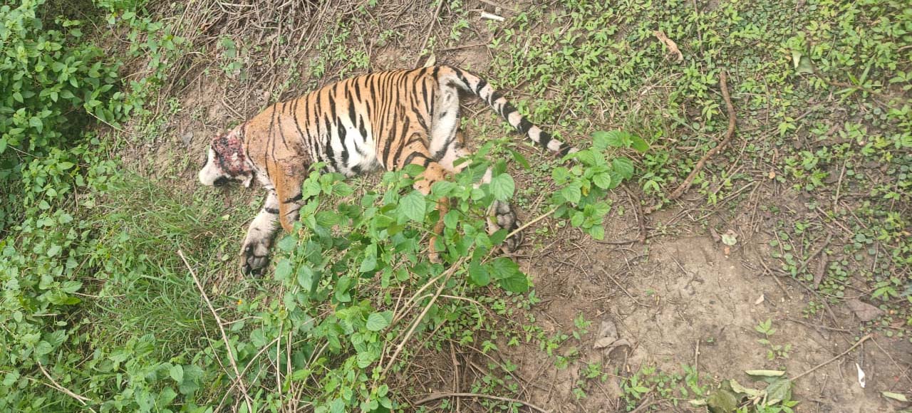 पेच टाइगर रिजर्व सिवनी में दो बाघों की खूनी भिड़ंत, मादा बाघ की हुई मौत
