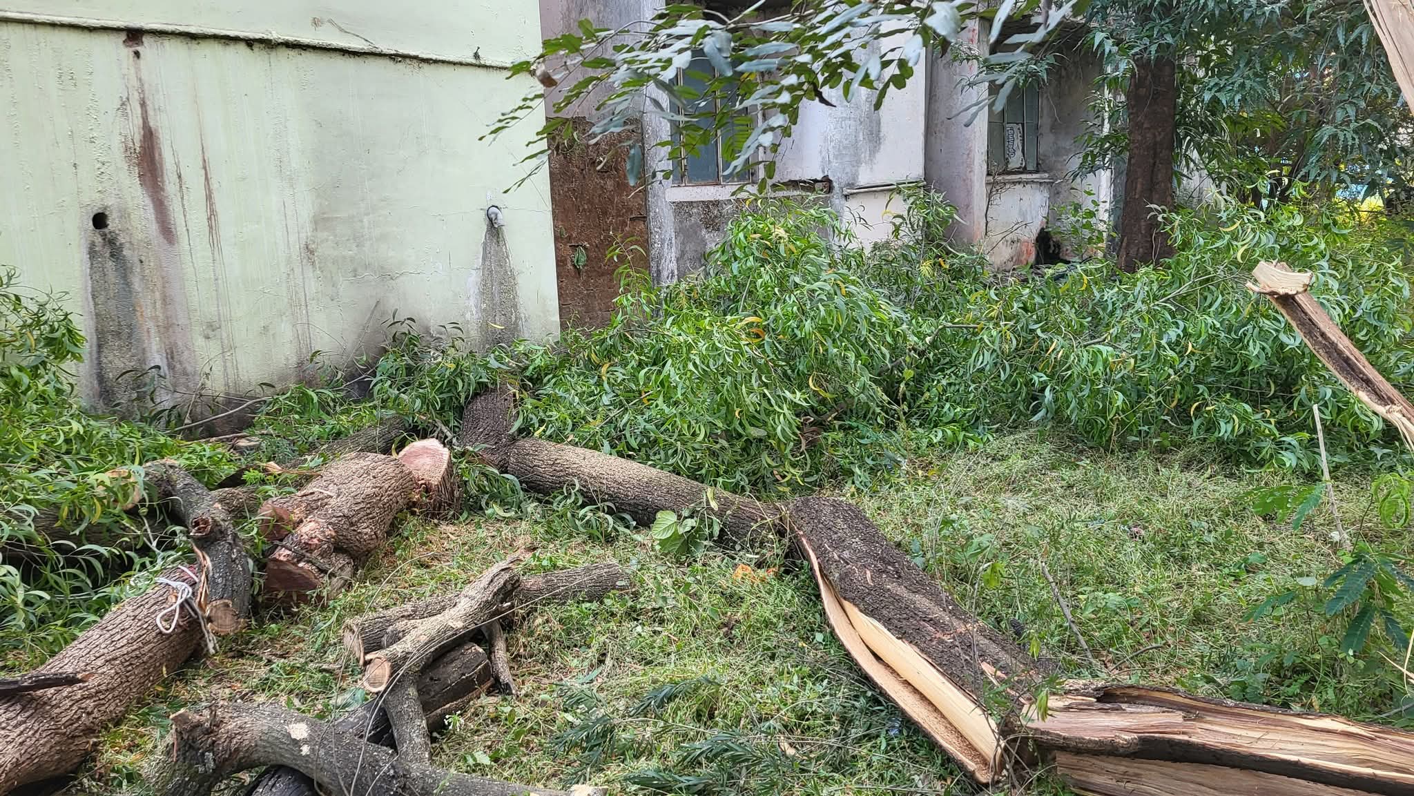 हरियाली की हत्या: मुख्य वन संरक्षक कार्यालय के सामने ही कटे 35 साल पुराने वृक्ष, अधिकारी मौन!