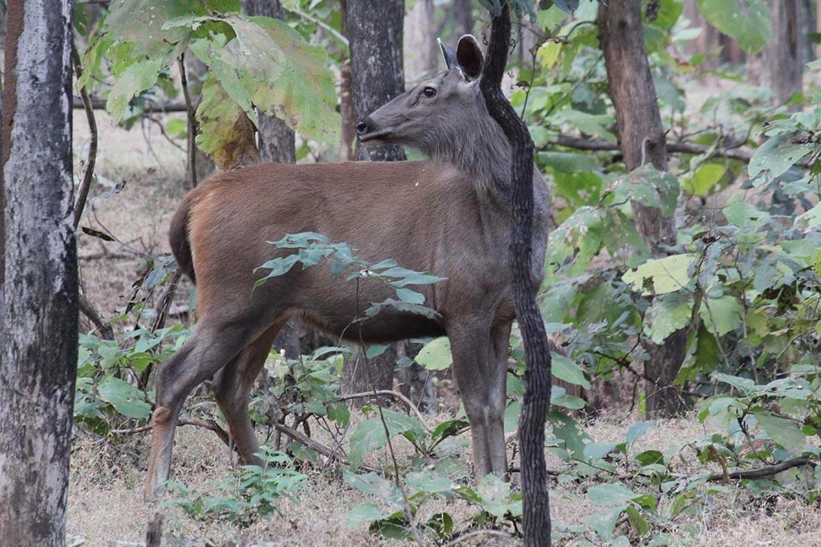 वन्यप्राणी आंकलन के कारण 1 से 7 दिसम्बर तक पेंच टाइगर रिज़र्व सुबह 1 घंटे देरी से खुलेगा
