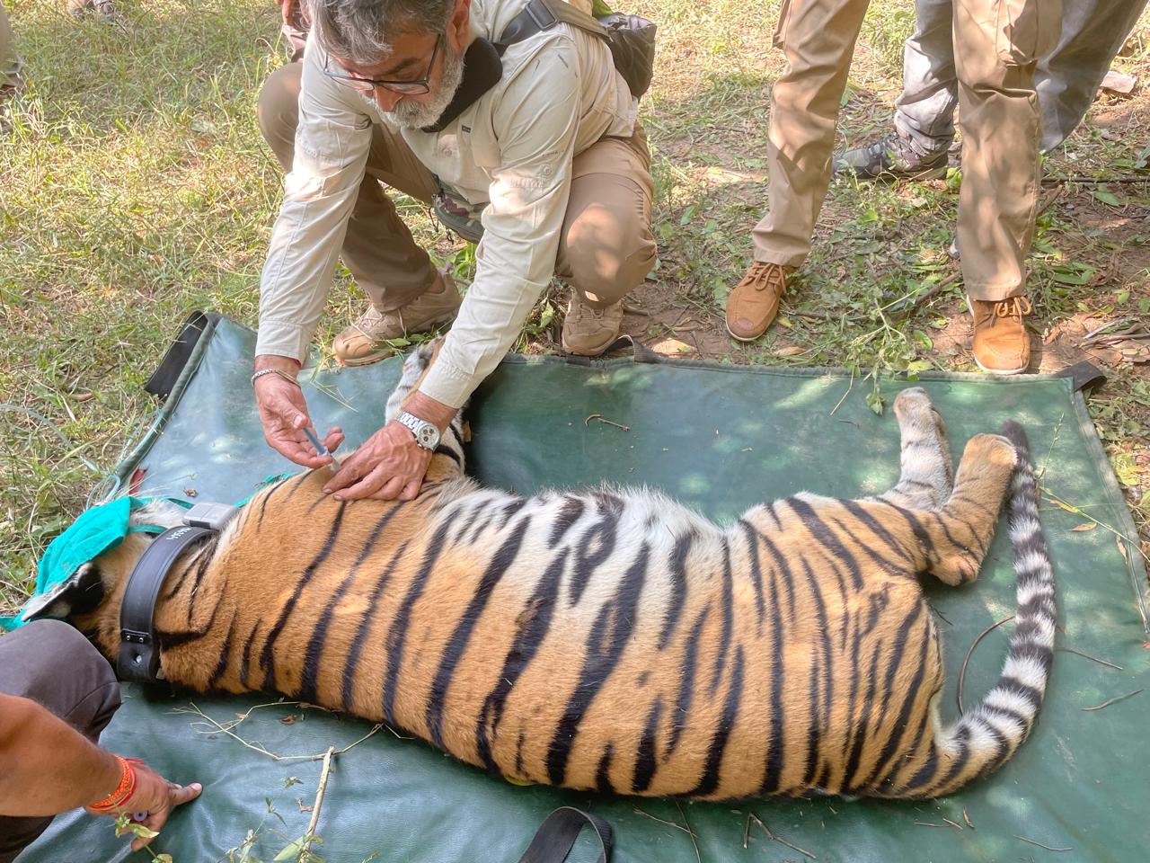 आठ दिन की मशक्कत के बाद मिली बड़ी सफलता: बाघिन को ट्रेंकुलाइज कर लगाया गया रेडियो कॉलर