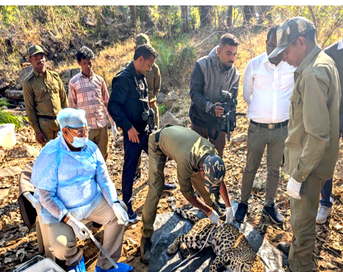 कान्हा टाइगर रिजर्व में मादा तेंदुआ की मौत, बाघ के हमले की आशंका