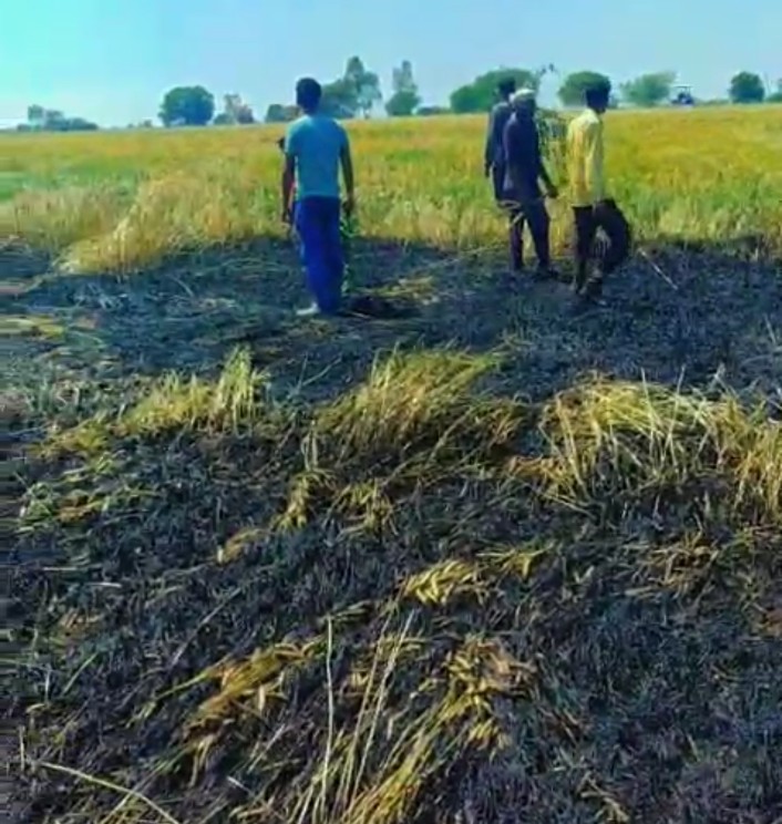 Seoni Wheat Crop Fire : नरवाई की आग से किसान बर्बाद: 2.5 एकड़ गेहूं की फसल जलकर राख