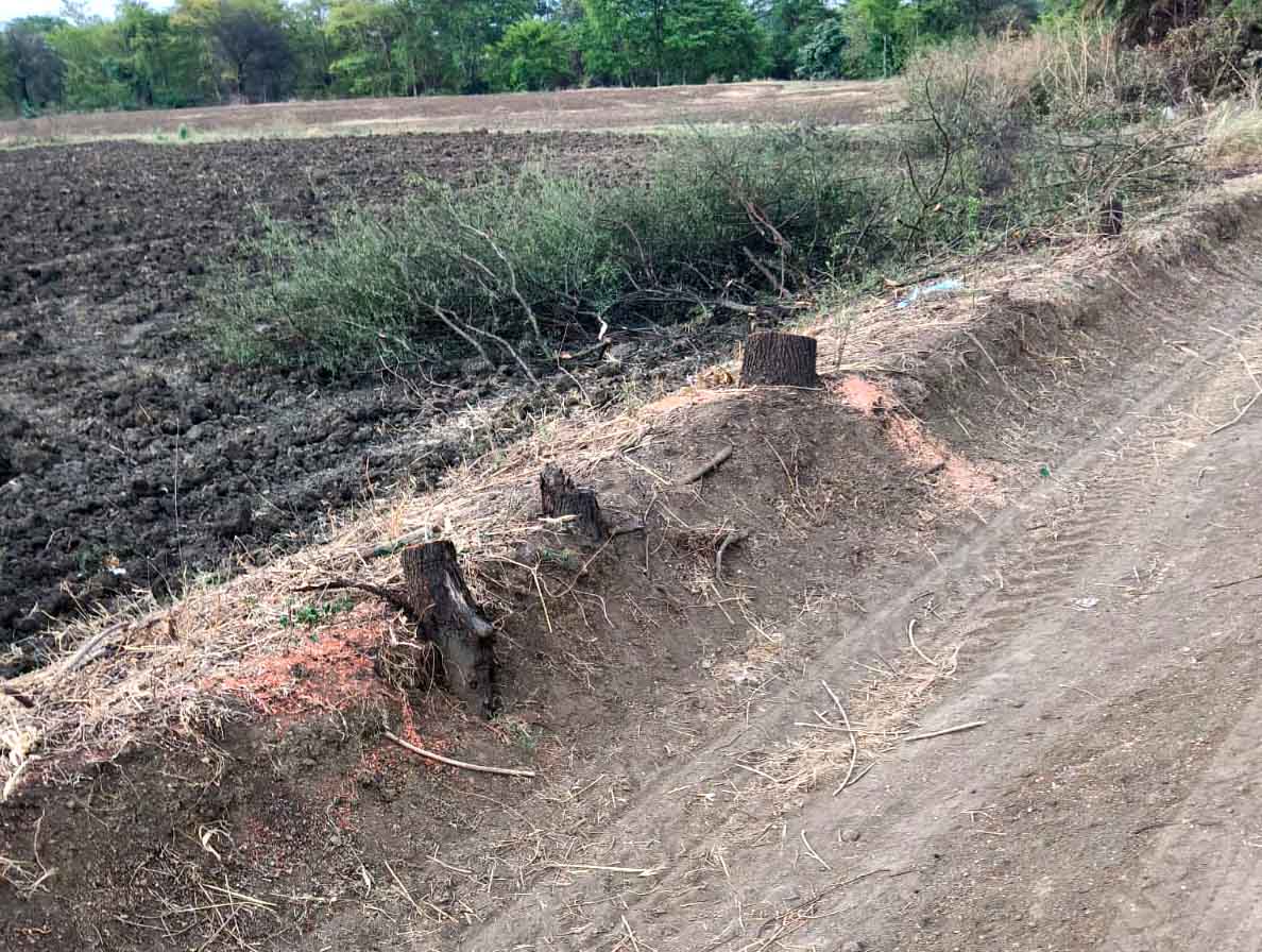 बैनगंगा किनारे जैतपुर क्षेत्र में हरे वृक्षों की कटाई जारी