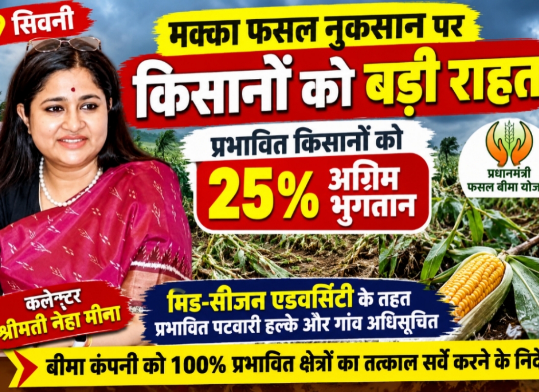 मक्का फसल नुकसान पर किसानों को बड़ी राहत, प्रभावित किसानों को मिलेगा 25 प्रतिशत अग्रिम भुगतान