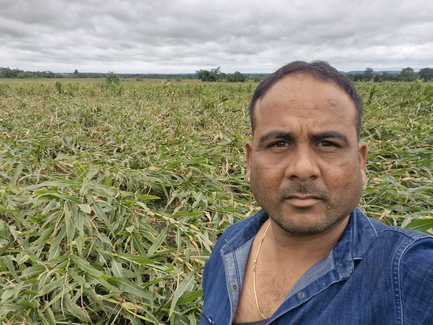 राहीवाड़ा में तेज हवा-तूफान से मक्का की फसल धराशायी