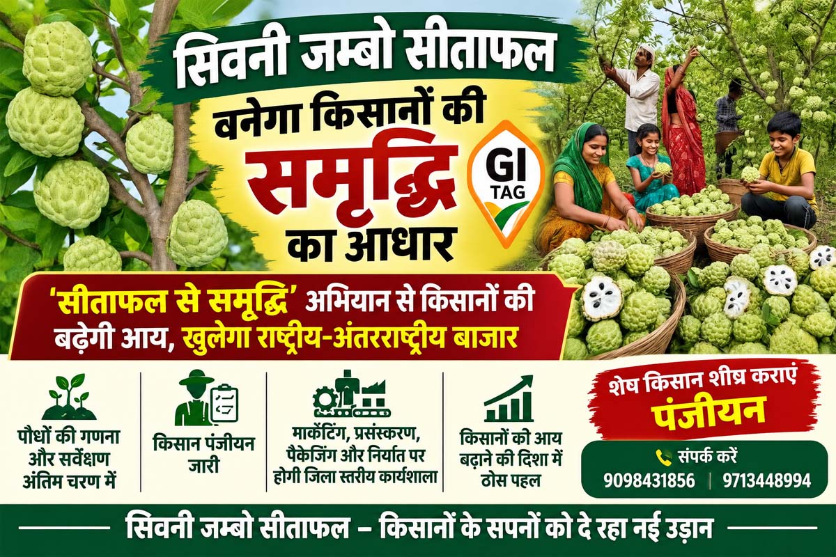 सिवनी जम्बो सीताफल बनेगा किसानों की समृद्धि का आधार, जीआई टैग से राष्ट्रीय-अंतरराष्ट्रीय बाजार की राह होगी आसान