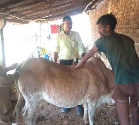 पशु पालक लम्पी (त्वचा रोग) से मवेशियों को बचाने सावधानी बरते छपारा यशो:- जिले में इन दिनों गौवंशीय पशुओं में लम्पी नामक रोग बहुत तेज से फैल रहा है पशुओं में इस रोग की अधिकता से पशु पालक बहुत अधिक चिंतित है । पशु चिकित्सा विभाग ने पशु पालकों की चिंता को देखते हुये पशुओं को रोग से बचाने के लिये आवश्यक दिशा निर्देश जारी किये है । छपारा नगर के पशु चिकित्सा विभाग में पदस्थ पशु चिकित्सक डॉ एसके गौतम ने लंबी रोग से बचाव के लिए पशुपालकों के लिए एडवाइजरी जारी की है । लक्ष्ण लम्पी त्वचा रोग (गांठदार त्वचा रोग) मवेशियों में होने वाला एक संक्रामक रोग है जो पॉक्सविरिडे परिवार के एक वायरस के कारण होता है, जिसे नीथलिंग वायरस भी कहा जाता है। इस रोग के कारण पशुओं की त्वचा पर गांठें होती हैं। यह रोग त्वचा और श्लेष्मा झिल्ली (श्वसन और जठरांत्र संबंधी मार्ग सहित) पर बुखार, बढ़े हुए सतही लिम्फ नोड्स और कई नोड्यूल (व्यास में 2-5 सेंटीमीटर (1-2 इंच)) की विशेषता है। संक्रमित मवेशी अपने अंगों में सूजन और लंगड़ापन प्रदर्शित कर सकते हैं। इसके अतिरिक्त, इस बीमारी के परिणामस्वरूप अक्सर पुरानी दुर्बलता, कम दूध उत्पादन, खराब विकास, बांझपन, गर्भपात और कभी-कभी मृत्यु हो जाती है। प्रभाव बुखार की शुरुआत वायरस से संक्रमण के लगभग एक सप्ताह बाद होती है। यह प्रारंभिक बुखार 41 डिग्री सेल्सियस (106 डिग्री फ़ारेनहाइट) से अधिक हो सकता है और एक सप्ताह तक बना रह सकता है। इस समय, सभी सतही लिम्फ नोड्स बढ़े हुए हो जाते हैं। गांठदार घावों में डर्मिस और एपिडर्मिस शामिल होते हैं, लेकिन यह अंतर्निहित चमड़े के नीचे या यहां तक कि मांसपेशियों तक भी फैल सकता है। ये घाव, जो पूरे शरीर में होते हैं (लेकिन विशेष रूप से सिर, गर्दन, थन, अंडकोश, योनी और पेरिनेम पर) एलएसडी के हल्के मामलों में, नैदानिक लक्षणों और घावों को अक्सर बोवाइन हर्पीसवायरस 2 (बीएचवी-2) के साथ भ्रमित किया जाता है, जिसे बदले में, छद्म-गांठदार त्वचा रोग के रूप में जाना जाता है। हालांकि, बीएचवी-2 संक्रमण से जुड़े घाव अधिक सतही होते हैं। बीएचवी-2 का कोर्स भी छोटा है और यह LSD की तुलना में अधिक हल्का है। दो संक्रमणों के बीच अंतर करने के लिए इलेक्ट्रॉन माइक्रोस्कोपी का उपयोग किया जा सकता है। अतिसंवेदनशील मवेशी एलएसडीवी मुख्य रूप से मवेशियों और ज़ेबस को प्रभावित करता है, लेकिन इसे जिराफ़, जल भैंस और इम्पाला में भी देखा गया है। HF और जर्सी जैसी महीन चमड़ी वाले मवेशी इस बीमारी के लिए अतिसंवेदनशील होते हैं। मोटी चमड़ी वाली भारतीय नस्लें जिनमें अफ्ऱीकन और अफ्ऱीकन क्रॉस-ब्रीड शामिल हैं, में रोग के कम गंभीर लक्षण दिखाते हैं। युवा बछड़ों और गायों में अधिक गंभीर नैदानिक लक्षण दिखाई देते हैं, लेकिन सभी आयु-वर्ग इस रोग के प्रति संवेदनशील होते हैं। एलएसडीवी का प्रकोप उच्च तापमान और उच्च आर्द्रता से जुड़ा होता है यह आमतौर पर गीली गर्मी और शरद ऋतु के महीनों के दौरान अधिक प्रचलित होता है, विशेष रूप से निचले इलाकों या पानी के नजदीकी इलाकों में, हालांकि, शुष्क मौसम के दौरान भी प्रकोप हो सकता है। रक्त-पोषक कीट जैसे मच्छर और मक्खियाँ रोग फैलाने के लिए यांत्रिक वाहक के रूप में कार्य करते हैं। एक एकल प्रजाति वेक्टर की पहचान नहीं की गई है। वायरस को रक्त, नाक से स्राव, लैक्रिमल स्राव, वीर्य और लार के माध्यम से प्रेषित किया जा सकता है। यह रोग संक्रमित दूध से दूध पिलाने वाले बछड़ों में भी फैल सकता है। प्रायोगिक रूप से संक्रमित मवेशियों में, एलएसडीवी बुखार के 11 दिन बाद लार में, 22 दिनों के बाद वीर्य में और 33 दिनों के बाद त्वचा के नोड्यूल्स में पाया गया। मूत्र या मल में वायरस नहीं पाया जाता है। कृत्रिम प्रतिरक्षा,मवेशियों के सुरक्षित ईलाज एलएसडीवी के खिलाफ पर्याप्त सुरक्षा सुनिश्चित करने के लिए, अतिसंवेदनशील वयस्क मवेशियों को टीका लगाया जाना चाहिए। लगभग 50% मवेशियों में टीकाकरण के स्थान पर सूजन (10–20 मिलीमीटर (1/2–3/4 इंच) व्यास) विकसित हो जाती है। यह सूजन कुछ ही हफ्तों में गायब हो जाती है। टीका लगाने पर, डेयरी गाय भी दूध उत्पादन में अस्थायी कमी प्रदर्शित कर सकती हैं। प्राकृतिक प्रतिरक्षा- अधिकांश मवेशी प्राकृतिक संक्रमण से उबरने के बाद आजीवन प्रतिरक्षा विकसित करते हैं। इसके अतिरिक्त, प्रतिरक्षा गायों के बछड़े मातृ एंटीबॉडी प्राप्त करते हैं और लगभग 6 महीने की उम्र तक नैदानिक रोग के लिए प्रतिरोधी होते हैं। मातृ एंटीबॉडी के साथ हस्तक्षेप से बचने के लिए, 6 महीने से कम उम्र के बछड़ों को जिनकी माँ को प्राकृतिक रूप से संक्रमित या टीका लगाए गए थे, उन्हें टीका नहीं लगाया जाना चाहिए। उपचार - चूंकि यह वायरस से होने वाली बीमारी है इसलिए इसका कोई पुख्ता इलाज उपलब्ध नही है इसमें लक्षणों के आधार पर उपचार किया जाता है जैसे शरीर की प्रतिरक्षा तंत्र को नियंत्रित करने हेतु एंटी हिस्टामिनिक दवाए जैसे (AVIL,CITRIZINE) का प्रयोग किया जा सकता है जबकि बुखार के लिए एंटी पायरेटीक दवाए उपयोग में लाना चाहिए साथ ही MULTI VITAMINES और घावो के लिए प्रतिजैविक मलहम का उपयोग करना चाहिए। सलाह- पशु पालको को सलाह दी जाती है कि कोई भी पशु में लक्षण देखने पर तत्काल नजदीक के पशु औषधालय या पशु चिकित्सालय से संपर्क करे उनके मार्गदर्शन में ही दवावों का उपयोग करें साथ ही पशु पालक स्वयं दवाई देने से बचे। सिवनी 28 अप्रैल 2023