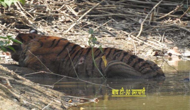 कान्हा पार्क के बूढ़े बाघ टी -30 उमरपानी की मौत मंडला यशो:- कान्हा राष्ट्रीय उद्यान के समीप बालाघाट जिले की सीमा की ग्राम पंचायत कोहका बैहर जनपद में एक बूढ़े बाघ की मौत हो गई। बाघ के शरीर पर चोट के निशान थे और उसकी आयु लगभग 15 साल थी। अनुमान है कि बाघों के संघर्ष के दौरान बाघ टी -30 उमरपानी चोटिल हो गया और कमजोरी के कारण वह चलने की सामर्थ भी नहीं जुटा पाया और वह बेहोश होकर गिर गया । जानकारी के अनुसार बालाघाट जिले के बैहर तहसील की सीमा से लगे हुये कान्हा नेशनल पार्क से लगभग 5 किमी दूर ग्राम पंचायत कोहका म पिछलें रविवार के समय नाले के पास घायल नर बाघ ग्रामीणों को दिखाई दिया था, और ग्रामीण डर गये थे । देर रात तक बाघ नाले के किनारे बेसुध अवस्था में पड़ा रहा। उनके शरीर पर चोट के निशान दिखने के बाद ग्रामीणों ने इसकी सूचना वन विभाग और कान्हा पार्क प्रबंधन को दी। इसके पश्चात मौके पर पहुंचकर बाघ को बचाने की पूरजोर कोशिश की गई परंतु शाम 7.30 बजे के आसपास बाघ की मौत हो गई। बाघ टी-30 उमरपानी के नाम से पहचाना जाता था। कान्हा नेशनल पार्क के फील्ड डायरेक्टर एसके सिंह के अनुसार बाघ कान्हा के बफर जोन से होते हुए सामान्य क्षेत्र में चला गया । बाघ के साथ हुए आपसी संघर्ष में वह गंभीर रूप से घायल हो गया और संभवतया पानी की तलाश में भटकता हुआ गांव के पास आ गया। बाघ कान्हा उद्यान का बड़ी उम्र का बाघ था। इसकी उम्र लगभग 15 साल के लगभग थी तथा उसके शरीर पर चोट के निशान भी पाए गए। जानकारी मिलने पर पार्क प्रबंधन बाघ का रेस्क्यू करने दो हाथियों के साथ विभागीय चिकित्या अमला भी पहुँचा परंतु बाघ की उम्र अधिक होने से उसे बेहोश नहीं किया गया । उसे बचाने का प्रयास किया गया परंतु वह बच नहीं पाया । सोमवार को उसका पोस्टमार्टम कर अंतिम संस्कार किया गया।