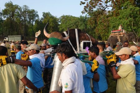 कान्हा से 4 गौर की पहली खेप संजय टाईगर रिजर्व सीधी के लिए रवाना मंडला यशो:-वन्यप्राणी संरक्षण एवं प्रबंधन में अग्रणी टाईगर स्टेट मध्यप्रदेश द्वारा विभिन्न संकटापन्न प्रजातियों की अलग-अलग स्थानीय आबादी विकसित करने हेतु अनेक नवाचार किये जाते रहे हैं। विलुुप्तप्राय बारासिंघा प्रजाति पूर्व में कान्हा से सतपुड़ा टाईगर रिजर्व एवं बांधवगढ टाईगर रिजर्व में स्थापित किये जा चुके हैं, जिससे इस प्रजाति को नया जीवन प्राप्त हुआ। इसी प्रकार संजय टाईगर रिजर्व, सीधी में गौर की आबादी विकसित करने की परियोजना तैयार की गई। कान्हा टाईगर रिजर्व मण्डला से संजय टाईगर रिजर्व, सीधी में गौर के प्रत्यास्थापन की योजना वर्ष 2021 में भारत सरकार वन एवं पर्यावरण मंत्रालय से स्वीकृत की गई थी। यह योजना म.प्र. शासन वन विभाग के पहल पर भारतीय वन्यजीव संस्थान, देहरादून द्वारा तैयार की गई, जिसके अंतर्गत कान्हा टाईगर रिजर्व से 35 एवं सतपुड़ा टाईगर रिजर्व से 15 गौर वन्यप्राणियों का स्थानान्तरण प्रस्तावित हैं। इसी कड़ी में कान्हा टाईगर रिजर्व से 1 जून 2023 को 2 नर एवं 2 मादा कुल 4 गौर की पहली खेप संजय टाईगर रिजर्व हेतु रवाना की गई। इस कार्यवाही के लिए प्रधान मुख्य वन संरक्षक (वन्यप्राणी) मध्यप्रदेश जसवीर सिंह चौहान, भा.व.से. विशेष रूप से कान्हा में उपस्थित थे। उनके मार्गदर्शन में कान्हा परिक्षेत्र के रानी तालाब क्षेत्र से गौर को पकड़कर विशेष रूप से तैयार किये गये परिवहन ट्रक से रवाना किया गया। इस कार्यवाही में मध्यप्रदेश वन विभाग के सुनील कुमार सिंह, भा.व.से., क्षेत्र संचालक एवं पुनीत गोयल, भा.व.से. उपसंचालक कान्हा टाईगर रिजर्व एवं संजय टाईगर रिजर्व के अधिकारी, कर्मचारियों के अतिरिक्त भारतीय वन्यजीव संस्थान, देहरादून के प्रोजेक्ट इन्चार्ज डॉ. पराग निगम तथा उनके सहयोगी तथा मघ्यप्रदेश वन्यप्राणी स्वास्थ्य एवं फॉरेंसिक संस्थान, जबलपुर की शोभा जावरे के नेतृत्व में टीम संलग्न थी। गौर पकडऩे की कार्यवाही प्रात: 5 बजे से आरम्भ कर प्रात: 9 बजे तक संपन्न की गई। इसके पूर्व वर्ष 2011-12 में कान्हा टाईगर रिजर्व से 50 गौर का प्रत्यास्थापन बांधवगढ टाईगर रिजर्व, उमरिया में सफलतापूर्वक किया गया। वहाँ लगभग 150 गौर की संख्या है। वर्तमान प्रक्रिया पूर्णत: भारतीय विशेषज्ञों की देखरेख में संपन्न की जा रही है। इस प्रक्रिया के अध्ययन के लिये छत्तीसगढ़ एवं कर्नाटक राज्य के वन्यप्राणी प्रबंधन अधिकारी भी उपस्थित रहे। आगामी 1 सप्ताह में कान्हा टायगर रिजर्व से 35 गौर का विस्थापन किया जाना प्रस्तावित है। 02 जून 2023