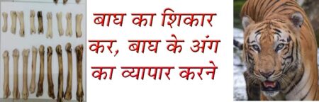 बाघ का शिकार कर, बाघ के अंग का व्यापार करने वाले चार गिरफ्तार सिवनी यशो:- बाघों का शिकार करनेवाली एक टोली और बाघ के अंगों की तस्करी करने वाला गिरोह एसटीएसएफ ने अपनी गिरफ्त में लेकर पूंछताछ कर रहा है जानकारी के अनुसार सिवनी जिले के बरघाट वन परिक्षेत्र अंतर्गत बेहरई रेंज के पांडरपानी के 702 कक्ष क्रमांक में स्टेट टाइगर स्ट्राइक फोर्स की टीम को जानकारी लगी थी कि किसी वन्य प्राणी का शिकार किया गया था। उसे गड्ढा खोदकर दफना दिया गया था। एसटीएसएफ की टीम ने जब यह छापामार कार्यवाही की तो उसे बाघ के अवशेष प्राप्त हुये है । प्राप्त जानकारी के अनुसार एक वर्ष पूर्व बेहरई रेंज के पांडरपानी क्षेत्र में कुछ लोगों ने बाघ का शिकार किया था और उसके बाद मृत बाघ को एक गड्ढा खोदकर जमीन में गाड दिया गया था । जानकारी मिलने पर एसटीएसएफ की टीम ने बेहरई पहुँचकर खुदाई की तो वहां बाघ के कुछ अवशेष प्राप्त हुए हैं। वही कुछ संदिग्धों से टीम पूछताछ कर रही है। बताया गया है कि इस मामले में बालाघाट जिले के भी कुछ लोग शामिल हैं जिनके द्वारा शिकार की घटना को अंजाम दिया गया था। वन विभाग के उप वन संरक्षक (वन्यप्राणी). प्रधान मुख्य वनसंरक्षक (व.प्रा.) मध्यप्रदेश भोपाल के अनुसार वन्यप्राणी बाघ के शिकार एवं अवयवो के अवैध व्यापार मामले में 4 आरोपियों को स्टेट टाइगर स्ट्राइक फोर्स मध्यप्रदेश भोपाल और टाइगर स्ट्राइक फोर्स जबलपुर की संयुक्त टीम ने गिरफ्तार किया है। बाघ के अंगों के अवैध व्यापार व शिकार में लिप्त 4 आरोपियों को वनमंडल दक्षिण सामान्य बालाघाट, वन परिक्षेत्र कटंगी से वन्यप्राणी बाघ के मूंछ के बाल, हड्डियों और नाखून का अवैध व्यापार करते हुए गिरफ्तार किया। पूछताछ करने पर पकड़े गए आरोपियों ने अपना अपराध स्वीकार किया। वन्यप्राणी बाघ को करंट लगाकर बरघाट परियोजना मंडल सिवनी, के बेहरई परिक्षेत्र के जंगलों में शिकार करना बताया गया। बाघ के कंकाल की बरामदगी आरोपियों की निशानदेही पर की गई है।