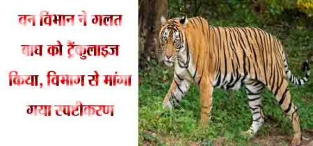 वन विभान ने गलत बाघ को ट्रैंकुलाइज किया, विभाग से मांगा गया स्पष्टीकरण सिवनी यशो: मध्य प्रदेश के सिवनी में गलत बाघ को बेहोश कर पकडऩे की शिकायत के बाद राष्ट्रीय बाघ संरक्षण प्राधिकरण (एनटीसीए) ने मध्य प्रदेश वन विभाग से रिपोर्ट मांगी है। गलत बाघ को बेहोश कर उसे पकड़कर नरभक्षी बाघ के रूप प्रस्तुत किया गया । इस बात की शिकायत पर राष्ट्रीय बाघ संरक्षण प्राधिकरण ने मध्यप्रदेश वन विभाग से स्पष्टीकरण मांग है । दरअसल शिकायत में कहा गया है कि मध्यप्रदेश वन विभाग की टीम पिछले डेढ़ महीने में 6 लोगों की जान लेने वाले एक बाघ को पकडऩे के लिए गई थी। टीम ने बाघ को पकडऩे के लिये काफी मेहनत की और एक बाघ बेहोश कर दिया और उसे लंबी चले रेस्क्यु के पश्चात पकड़ लिया गया परंतु उसी क्षेत्र में तीन घंटे बाद ही एक अन्य महिला को बाघ ने मार डाला था। वन विभाग की इस जल्दबाजी और बाघ के द्वारा विभाग की कार्यवाही की पोल खोल देने से मामला तूल पकड़ रहा है । शिकायत कत्र्ता ने अपनी शिकायत में बाघ के हमले से मनुष्य की मृत्यु हुई और इस मामले को विभाग बहुत गंभीरता से नहीं ले रहा है केवल कार्यवाही के नाम पर मनमानी कर रहा है सही तथ्यों की जानकारी के बिना जनमानस को तथा विभाग को गुमराह कर रहा है और जिसका परिणाम है कि उसके द्वारा गलत बाघ को बेहोश किया गया और उसे नरभक्षी बाघ दर्शा दिया जिसके कारण एक अन्य महिला भी शिकार हो गयी । शिकायतकत्र्ता बाघ के इस प्रकार मानव पर हमले और मानव की मृत्यु होने को हत्या की संख्या देते हुये इसकी जिम्मेदारी सुनिश्चित करने की मांग कर रहा है ।