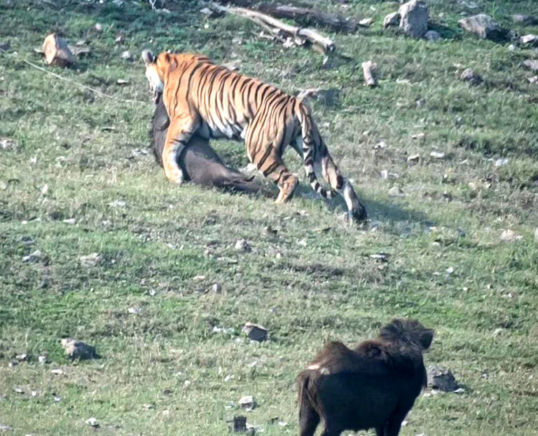 सिवनी यशो:-पेंच टाईगर रिजर्व में लंगडी बाघिन टी -20 बूढ़ी हो चुकी है परंतु उसके शिकार करने की फूर्ती कम नहीं हुई है । एक पर्यटक ने शिकार करती हुई बाघिन का वीडिया और फोटो इंटरनेट पर वायरल की है । इस संबंध में पेंच पार्क के कर्मचारी ने बताया कि यह बाघिन 17 वर्ष की हो चुकी है और सामान्यत: बाघों की उम्र 12 -13 वर्ष की होती है । 17 वर्ष की लंगड़ी बाघिन की फूर्ति में कोई कमी नहीं है आज भी तेजी से अपने शिकार को पकड़ती है और जंगल में स्वच्छंद विचरण करती है । पेंच टाईगर में सबसे उम्रदराज लंगड़ी (टी 20) बाघिन द्वारा पिछले दिनों जंगली सुअर का शिकार कर उसे अपने मुंह में दबाकर ले जाने की फोटो एक कर्मचारी के पास आई थी। उन्होंने बताया कि जंगल में बाघ की औसत आयु 12 से 13 साल की होती है, लेकिन लंगड़ी बाघिन 17 साल की होने के बाद भी शिकार कर रही है।इतनी उम्र में बाघ-बाघिन के दांत घिस जाते हैं, साथ ही वह काफी कमजोर हो जाते है। ऐसे में शिकार करना आसान नहीं होता है।अधिकांश बाघ-बाघिन 13 से 14 साल की उम्र में शिकार नहीं कर पाने के कारण कमजोर होकर मृत हो जाते हैं। वहीं लंगड़ी बाघिन का 17 साल पूरे कर लेने के बाद भी हौसला बरकरार है। वह अब भी शिकार करने की क्षमता होने के कारण जीवित है। सुपर माम की बहन है लंगड़ी बाघिन पेंच टाईगर रिजर्व के एक अधिकारी ने बताया कि देश-विदेश में सुपर माम व पेंच की रानी के नाम से मशहूर कालर वाली बाघिन की ही लंगड़ी बाघिन बहन है। दो साल पहले वर्ष 2022 में कालर वाली बाघिन दुनिया से अलविदा हो चुकी है । जिसका उल्लेख देश के प्रधानमंत्री नरेन्द्र मोदी ने अपने लोकप्रिय कार्यक्रम मन की बात में किया था और अनेक स्थानों पर कालर वाली बाघिन को श्रद्धासुमन अर्पित किये गये थे । उसकी बहन लंगड़ी बाघिन अब भी जंगल में अपना वर्चस्व बनाए हुए है। साथ ही जिस क्षेत्र में कालर वाली बाघिन राज करती थी उसी क्षेत्र में लंगड़ी बाघिन राज कर रही है।