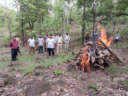 पेंच टाइगर रिजर्व में अज्ञात कारणो से बाघ की मौत सिवनी यशो:- रविवार 26.मई को वनपरिक्षेत्र घाटकोहका (बफर) पेंच टाइगर रिजर्व सिवनी अंतर्गत साल्हे बीट कक्ष क्र. क्र/389 में गस्ती के दौरान गेडीघाट पगडंडी के समीप सुरक्षा श्रमिक को सुबह लगभग 9 बजे एक मृत बाघ दिखाई दिया। सूचना वरिष्ठ अधिकारियों को दी गई। परिक्षेत्र अधिकारी घाटकोहका द्वारा मौके पर पहुंचकर घटना स्थल का निरीक्षण किया गया । डॉग स्क्वाड तथा कर्मचारियों के द्वारा आसपास के क्षेत्र में सर्च अभियान चलाया गया . किसी भी प्रकार के अपराध होने के कोई प्रमाण नहीं मिले बाघ के सभी दांत , पैरों के नाखून आदि शरीर में पाए गए . बाघ का लिंग मादा था तथा अनुमानित आयु दो से तीन वर्ष थी . बाघ की मृत्यु की घटना का क्कह्रक्र जारी कर लिया गया है तथा बाघ की मृत्यु के कारणो की जांच जारी है . हृञ्जष्ट्र प्रोटोकॉल के अनुसार बाघ का पोस्टमार्टम किया गया एवं क्षेत्र संचालक एवं हृञ्जष्ट्र प्रतिनिधि की उपस्थिति में बाघ के संपूर्ण शरीर के अंगों के जलने तक दाह संस्कार किया गया