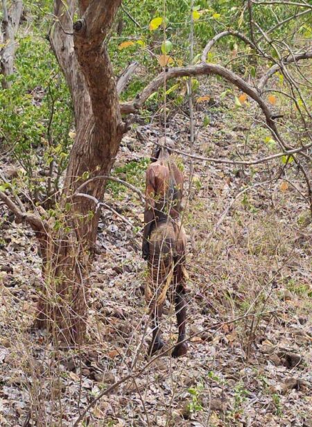 गणेशगंज यशो:- लखनादौन थाना क्षेत्र के अंतर्गत आने वाले सालीवाडा एवं डूंगरिया गांव के बीच जंगल में एक अज्ञात व्यक्ति की लाश पेड़ पर लटकी हुई मिली बताया जाता है कि यह लाश पूरी तरह से सूख चुकी है । लखनादौन थानाा से प्राप्त जानकारी के अनुसार सालीवाड़ा और डुंगरिया नामक गाँव से कुछ लोग जंगल की ओर जा रहे थे जिन्होने पेड़ पर लटकी हुई लाश देखी और इसकी सूचना पूुलिस को दी । वहाँ पहुँचने पर पता चला कि किसी अज्ञात व्यक्ति ने की लाश पेड़ पर लटकी हुई । लाश पुरानी है जिसका पंचनामा बनाकर पोस्टमार्टम के लिये शव सिविल अस्पताल भेज दिया गया है । अज्ञात व्यक्ति की लाश करीब 8 दिन पुरानी होने की संभावना है क्योंकि देखने में समझ में आ रहा है कि लाश पूरी तरह से सूखी हुई नजर आ रही है।