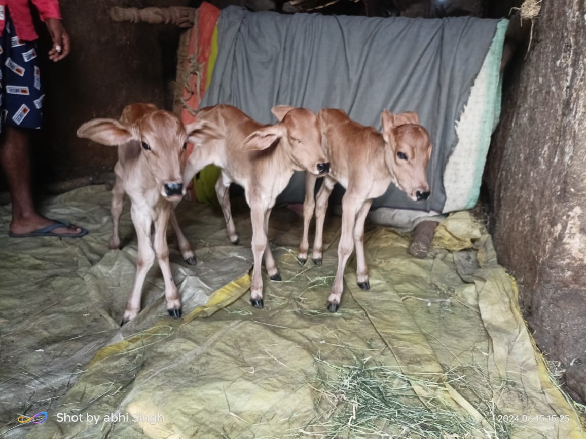 एकादशी पर हुआ चमत्कार, किसान के घर कृपा की बरसात - Seoni News