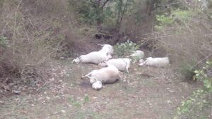 चार दर्जन गौवंश की क्रूरता पूर्वक हत्या, सनातन समाज में गुस्सा - Seoni News