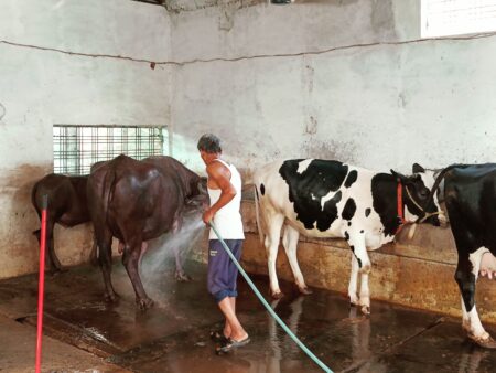 गर्मी के मौसम (summer season) में पशुपालकों  (cattle herders) को अपने पशुओं का भी विशेष ध्यान रखना चाहिए छपारा यशो:- गर्मी के मौसम में पशुपालकों को अपने पशुओं का भी विशेष ध्यान रखना चाहिए,इस  विषय में जानकारी देते हुए खंड पशु चिकित्सा अधिकारी डॉ एस के गौतम (Block Veterinary Officer Dr S K Gautam) ने बताया कि नौतपा के बाद बेतहाशा गर्मी से मनुष्य परेशान  है वही इस गर्मी का असर पशुओं में भी देखने को मिल रहा है, विशेष कर मई- जून (may-June) के महीने में सूर्य की सीधी किरणों की वजह से बहुत अधिक गर्मी पड़ रही है। यह गर्मी मनुष्यो के साथ साथ पशुओँ पर भी प्रभाव डालती है,गर्मी के कारण पशु की चारा दाना खाने की क्षमता घट जाती हैं ,पशु की दुग्ध उत्पादन क्षमता घटती हैं ,मादा पशु समय से ऋतुकाल में नही आती है,गाय तथा भैसों के दूध में वसा तथा प्रोटीन की मात्रा कम हो जाती है,जिससे दूध की गुणवत्ता  (milk quality) प्रभावित होती हैं। गर्मी की वजह से  दूध कम होना, हांफना ,भूख कम होना जैसे लक्षण देखने को मिल रहे है, दुधारु गाभिन पशुओ में इस तनाव युक्त गर्मी की वजह से ज्यादा परेशानी हो रही है जिसकी वजह से गाभिन पशु में गर्भपात जैसी समस्या भी देखने मे आ रही है।  वर्तमान समय में अभी खेत पूरी तरह खाली है जिसके कारण पशुपालक अपने पशुओ को दिन भर और रात भर भी खुला छोड़ देते है जिसके कारण पशु यंहा वंहा घूमते रहते है गर्मी में पानी की कमी के कारण पशुओ को पर्याप्त मात्रा में पानी उपलब्ध नही हो पा रहा है जिसकी  वजह से  डिहाइड्रेशन (dehydration)  और  हीट स्ट्रोक जैसी समस्याए आ रही है ,हीट स्ट्रोक (heat stroke) से पशु को तेज़ बुखार (animal fever) आ जाता है और पशु सुस्त होकर खाना पीना बंद कर देता है .पशु के सांस लेने की व नाडी की गति तेज़ हो जाती है . ध्यान ना देने पर पशु की सांस लेने में परेशानी होने लगती है और वह बेहोश हो जाता है तथा उपचार ना मिलने पर उसकी मौत भी हो सकती है . इसके अलावा पशु के अधिक हाफऩे पर भी ध्यान देना जरुरी है , डिहाइड्रेशन (dehydration) और हीट स्ट्रोक से बचाव हेतु पर्याप्त पीने के पानी की व्यवस्था होनी चाहिए तथा भोजन की उपलब्धता भी सुनिश्चित होनी चाहिए . पक्षिओ के लिए पेड़ो पर पानी के पात्रो को लगवाया जाये और उसमें प्रतिदिन पानी  उपलब्ध होना  चाहिए जिससे पक्षिओ को पर्याप्त मात्रा में पानी की पूर्ति हो सके. क्षेत्र के विभिन्न स्थानों में पशुओ हेतु  भी  पानी की उत्तम व्यवस्थता सुनिश्चित की जानी चाहिए  इन समस्या के समाधान के लिए किसान भाइयों की सुझाव दिया जाता है कि अपने दुधारू और गाभिन पशुओ के तनाव युक्त गर्मी से बचाने के लिए पशुओ को दिन के समय सीधी धूप से बचाए ,उन्हें बाहर चराने ना ले जाये .हमेशा पशु को ठंडे हवादार स्थान में बांधे साथ ही 5 से 6 बार साफ जल पीने के लिए दे. पशु को हरा चारा खिलाये .तथा पशु को संतुलित आहार दे . यदि पशु गाभिन हो तो उसे गर्मी से बचाने के लिए सुबह शाम पानी से नहलाने की व्यवस्था करें। यदि पशु इस तनाव युक्त गर्मी में ज्यादा समय तक रहेगा तो उसके गर्भ का नुकसान भी हो सकता है। पशुओ के दोपहर के समय पेड़ो की छांव या छत के नीचे बांधे किन्तु स्थान हवादार हो पंखे का प्रयोग किया जा सकता है किंतु कूलर के प्रयोग से बचे। पशुओ के अस्वस्थ होने पर शीघ्र निकट के पशु औषधालय या पशु चिकित्सालय में संपर्क करें। 