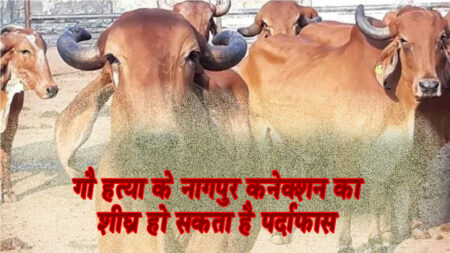 गौ हत्याकांड में पुलिस को बड़ी सफलता की संभावना सिवनी यशो:- पिछले सप्ताह सिवनी जिले के धूमा, धनौरा एवं केवलारी थाना क्षेत्र में निर्ममता के साथ गौवंश की हत्या से पूरे प्रदेश में आक्रोाश का वातावरण है प्रदेश सरकार ने इस मामले को बेहद गंभीरता से लिया है और इस मामले में जिले के कलेक्टर एवं एसपी को हटाने जैसी बड़ी कार्यवाही करते हुये मामले की जाँच के लिये सीआईडी को भेजा गया है । गंभीतम मामले की जिले के समस्त संगठनों सहित प्रदेश भर से विरोध और घटना की निंदा हुई । इस मामले में पूज्य शंकराचार्य स्वामी सदानंद जी महाराज सहित अनेक धर्माचार्यो ने निंदा ओर नाराजगी प्रकट की है । पुलिस विभाग भी मामले को गंभीरता से लेकर अपराधियों की धरपकड़ में लगा हुआ है । अपुष्ष्ट सूत्रों से प्राप्त जानकारी के अनुसार के सामूहिक गौ हत्या कांड से संबंधित कुछ मास्टर माइंडों को पकडऩे में पुलिस को बड़ी सफलता प्राप्त हुई है । जानकारी के अनुसार नागपुर से छ: व्यक्तियों को पकड़ा गया है । हालांकि पुलिस विभाग के अधिकारी इस बात की पुष्टि नहीं कर पा रहे है कि कितने आरोपी पकड़े गये है परंतु यह अवश्य जानकारी दी गयी है कि कुछ आरोपी पकड़े गये है जिसकी अधिकृत पुष्टि गुरूवार को होने की बात कही जा रही है । जानकारी के अनुसार इस बड़े गौ हत्या कांड को कराने के लिये जहाँ से फंडिंग हुई है पुलिस उस दरिंदे की गर्दन दबोचने के लिये आकाश पताल एक कर रही है ।