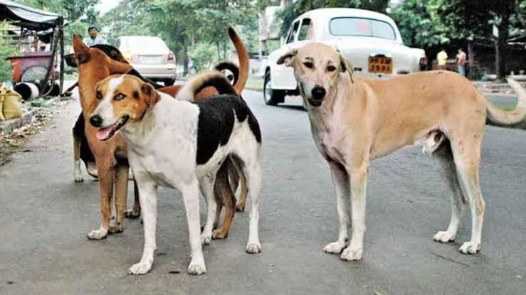 आवारा कुत्तों ने दुधमुंही बच्ची को मारडाला - Seoni News