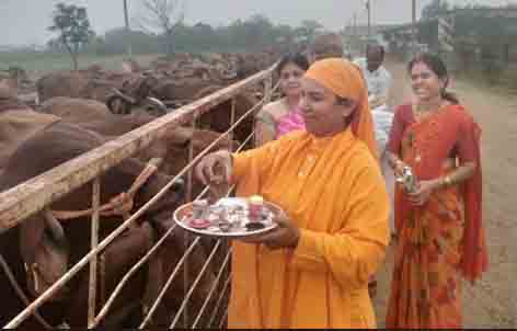 गायों की पूजा अर्चना कर मनाई गोपाष्टमी छिंदवाड़ा यशो:- संस्कृत पुस्तकोंन्नति सभा द्वारा संचालित सन्त आशारामजी गौशाला में प्रतिवर्षानुसार इस वर्ष भी गोपाष्टमी पर्व हर्षोल्लास से मनाया गया। सैकड़ों साधकों ने गौशाला पहुँचकर सभी गायों की विधिवत पूजा अर्चना कर गायों को गुड़, रोटी और दलिया खिलाई। गोपाष्टमी के दिन ही जगत के पालन हार भगवान श्रीकृष्ण ने गाय चराना शुरू की थी। गायों में 33 कोटि देवी देवता विराजमान रहतें हैं। गायों के पूजन से सभी देवता प्रसन्न होकर मनुष्य को इच्छित फल देते हैं। देशी गायों में सूर्य नाड़ी होती हैं इसके स्पर्श से रोग प्रतिकारक क्षमता विकसित होती हैं। जिससे मनुष्य निरोगी रहता है । गोपाष्टमी के दिन की गई गायो की पूजा अर्चना वर्ष भर अनिष्ट से बचाती है ।शास्त्रों में आता हैं कि गोवर्धन पूजन के दिन भगवान श्री कृष्ण ने देवराज इंद्र के प्रकोप से बचाने के लिए गोवर्धन पर्वत उंगली पर उठा लिया था 7 दिनों बाद देवराज इंद्र का गुस्सा शांत हुआ और उन्होंने हार मान ली 8 वे दिन पूरे ब्रज में उत्सव मनाया गया जिसे गोपाष्टमी कहते है। कार्यक्रम में अन्य जिलों के पशुपालक और कृषकों ने भी उपस्थित दर्ज की। सभी ने पशुपालन के उत्तम गुर सीखे और जैविक खेती का शानदार नजारा देखा। उक्त गौशाला प्रदेश की उत्कृष्ट गौशाला है जिसे समय-समय पर म.प्र. पशु संवर्धन बोर्ड के अध्यक्ष और माननीय मुख्यमंत्री जी सम्मानित कर चुकें हैं। गौशाला में लगभग 850 गायें निवासरत हैं। जिसमें से लगभग 550 कत्लखानों से बचाई गई पुलिस अभिरक्षा की गाये हैं, जिन्हें आश्रम प्रबंधन द्वारा नया जीवन देने का सफल प्रयास किया गया है। कार्यक्रम में जिला पशु चिकित्सालय के उप संचालक डॉ. पक्षपार, डॉ. टांडेकर, साध्वी रेखा बहन, साध्वी प्रतिमा बहन, गौशाला के संचालक जयराम भाई, समिति के अध्यक्ष मदनमोहन परसाई, गुरुकुल की संचालिका दर्शना खट्टर, एम. आर. पराड़कर, धनाराम सनोडिया, पी. आर. शेरके, सुभाष इंगले, बबलू माहोरे, ओमप्रकाश गुप्ता, अशोक कराडे, तिलक सिह पन्द्राम, राम कुमार सूर्यवंशी, सुजीत सूर्यवंशी, महेश चुगलानी, विमल शेरके, छाया सूर्यवंशी,दया परसाई, शकुंतला कराड़े, आदि ने उपस्थित दर्ज की।
