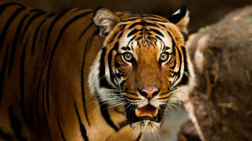 बाघ ने बनाया 20 वर्षीय युवक को अपना शिकार, युवक मवेशी चराने गया था जंगल सिवनी यशो:- पेंच टाइगर रिजर्व के बफर क्षेत्र अंतर्गत रुखड परिक्षेत्र मे बावनथड़ी ग्राम के समीप वन क्षेत्र में बाघ द्वारा एक 20 वर्षीय युवक कृष्ण कुमार भलावी पर हमला कर मार दिया गया है। प्रात युवक मवेशी चराने जंगल के भीतर गया था। लगभग 12 - 12:30 बजे मवेशी लौटकर गांव में आ गए किंतु युवक नहीं आया था तब परिवार वालों को चिंता हुई और स्थानीय बीटगार्ड के साथ वह लड़के को जंगल में खोजने गए। गांव से लगभग डेढ़ - पौने दो किलोमीटर अंदर जंगल में कुछ खून के निशान मिले तथा थोड़ी दूर पर बाघ के गुर्राने की आवाज आई। कुछ देर प्रयास के बाद हल्ला करने के उपरांत बाघ उस जगह से अंदर चला गया तो बाघ जहां पर बैठा था वही समीप पर उक्त युवा का शव मिला। वन अमले और ग्रामीणों ने पुलिस एवं स्थानीय प्रशासन के सहयोग से शव को स्थान से हटा कर मृतक के घर ले जाया गया। उपरांत समस्त आवश्यक कार्यवाही पूर्ण कर शव का अंतिम संस्कार किया गया।वन विभाग द्वारा जारी प्रेस विज्ञप्ति में उक्त जानकारी दी गयी है ।