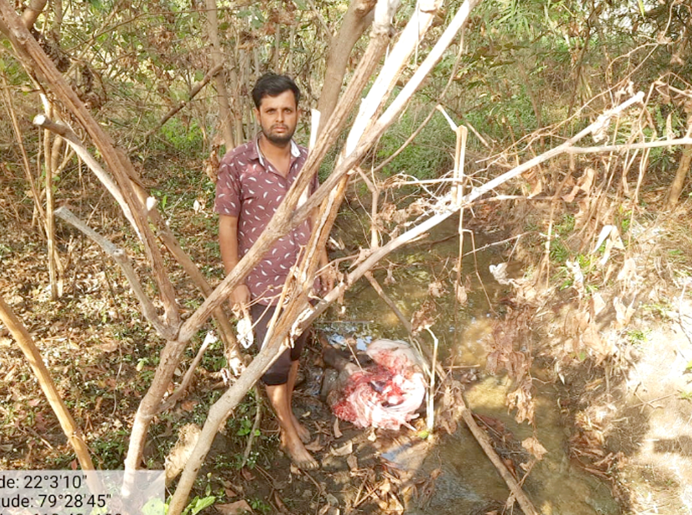 सिवनी यशो:- जिले से महज 8 किमी. दूर छिंदवाड़ा मार्ग पर स्थित कारीरात में वन सामान्य परिक्षेत्र सिवनी के अंतर्गत ऐरपा सर्किल के ग्राम कारीरात में बीती रात्रि लगभग 10 बजे अंकित बघेल पिता गोपाल सिंह बघेल के घर पर बने मवेशियों के कोठे से एक भैंस को बाघ ने ले गया। बाघ को देख कर अन्य मवेशियों ने चिल्लाना शुरू किया। मवेशियों की आवाज सुन जाकर देखे तब भैंस दिखाई नहीं दी, तो सोचा रस्सी तोड़कर भाग गई होगी।
