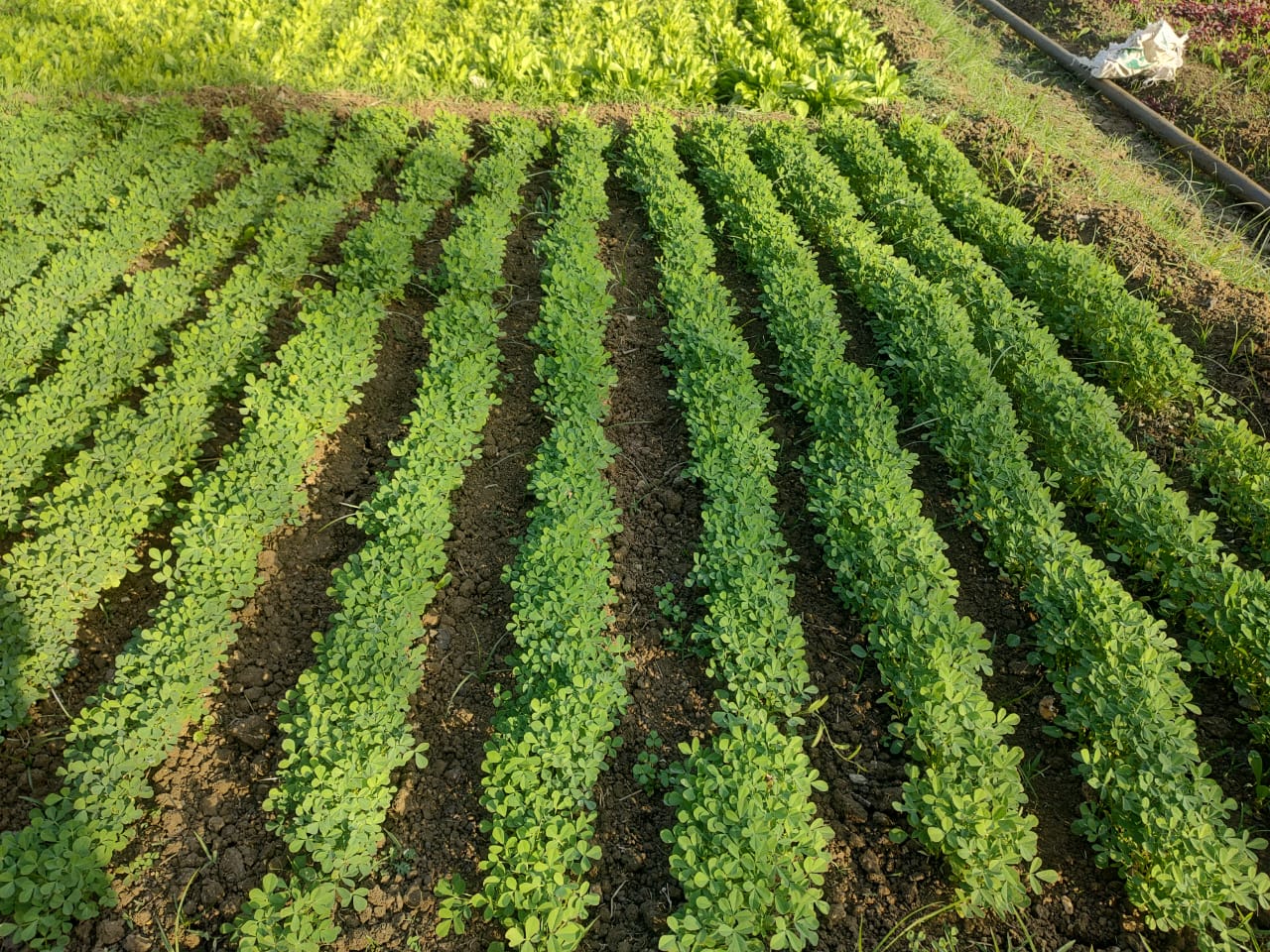 सिवनी यशो:- कृषि विज्ञान केंद्र सिवनी के वरिष्ठ वैज्ञानिक एवं प्रमुख डॉ. शेखर सिंह बघेल ने जानकारी देते हुए बताया कि रबी की फसलो को शीतलहर पाले से काफी नुकसान होता है। जब तापक्रम 5 डिग्री से.ये. से कम होने लगता है तब पाना पडने की पूर्ण संभावना होती है। हवा का तापमान जमाव बिन्दु से नीचे गिर जाये। दोपहर बाद अचानक हवा चलना बन्द हो जाये तथा आसमान साफ रहे या उस दिन आधी रात से ही हवा रूक जाये तो पाला पडने की संभावना अधिक रहती है। रात को विशेषकर तीसरे एवं चौथे प्रहर में पाला पडने की संभावना रहती है। साधारणतया तापमान चाहे कितना ही नीचे चला जाये यदि शीत लहर हवा के रूप में चलती रहे तो कोई नुकसान नहीं होता है।