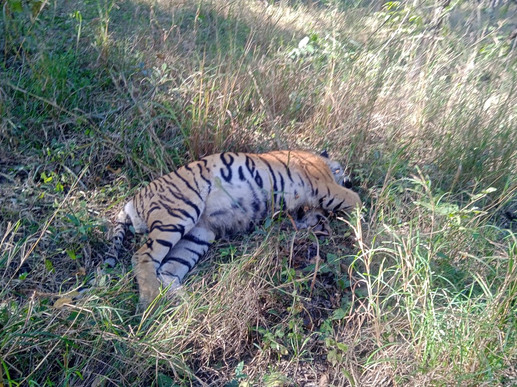 सिवनी यशो:- सोमवार प्रात: 8 :45 बजे पेंच टाइगर रिजर्व (Pench Tiger Reserve) के कुरई परिक्षेत्र (Kurai area) अंतर्गत पश्चिम खामरीट बीट के कक्ष क्रमांक 630 में गश्ती के दौरान गश्ती दल को मांस के सडऩे की गंध आई। गंध की दिशा में जाने पर वन मार्ग से लगभग 20-25 मीटर दूर एक बाघ का शव मिला। शव लगभग दो - तीन दिवस पुराना प्रतीत हो रहा था। गश्ती दल ने वरिष्ठ अधिकारियों को सूचना दी।