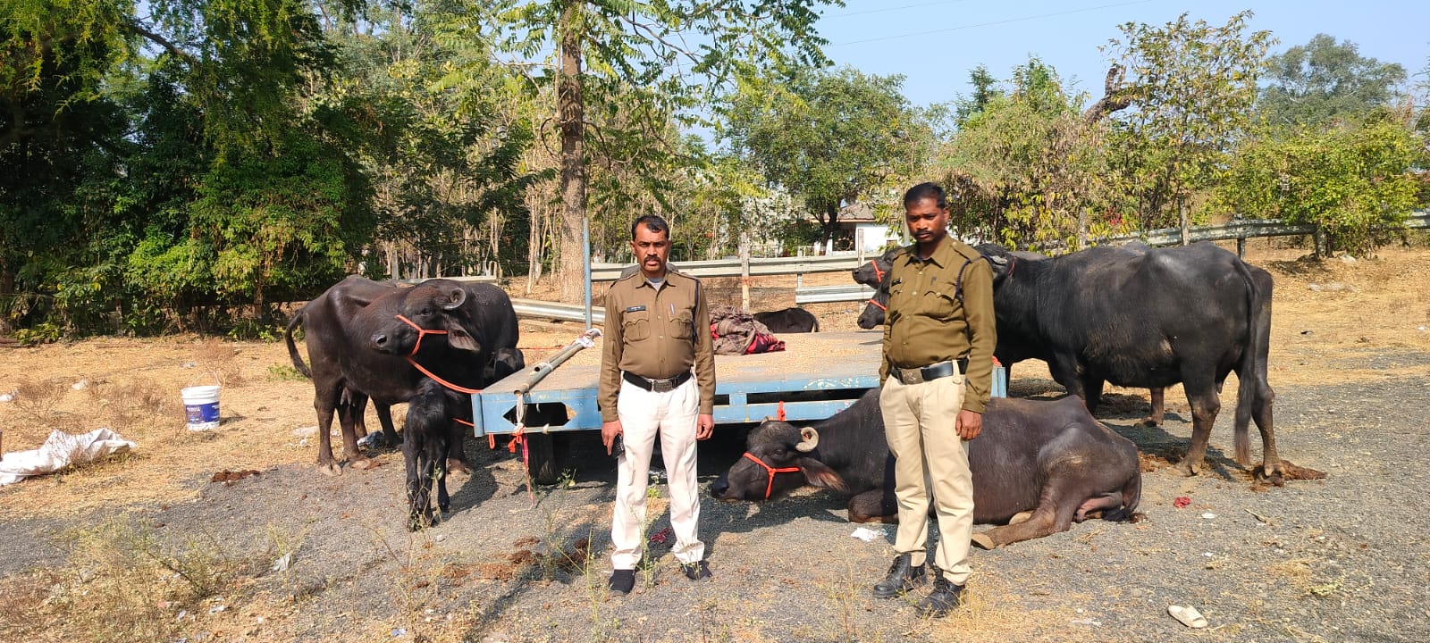    सिवनी यशो:-पुलिस अधीक्षक सिवनी सुनील मेहता द्वारा जिले मे हो रहे अवैध मवेशी परिवहन के विरूध्द कार्यवाही करने हेतु जिले के सभी थाना प्रभारीयो को आदेशित किया गया था। आदेश के पालन मे थाना स्तर पर मुखबिर तंत्र सक्रिय किया गया। दिनांक 25.12.24 को दौरान भ्रमण के मुखबिर सूचना प्राप्त हुई कि जबलपुर से सिवनी तरफ जाने वाले आयशर मिनी ट्रक क्रमांक UP-67-BT-5321 के डाले मे भैसों को क्रूरतापूर्कवक बिना चारा पानी के रस्सियो मे निर्दयता पूर्वक बाधकर ले जाया जा रहा है।