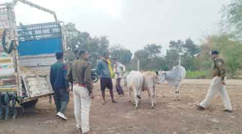 अमरवाड़ा यशो:- अमरवाड़ा थाना अंतर्गत चौरी रोड ग्राम थावड़ी के नजदीक पिकअप वाहन क्रमांक एम पी20त्रक्च 0812 मैं गोवंश को भरकर नरसिंहपुर रोड से नागपुर तरफ बात करने की नीयत से कत्ल खाना नागपुर लेकर जा रहे वहांनको पुलिस ने धर दबोचा ।