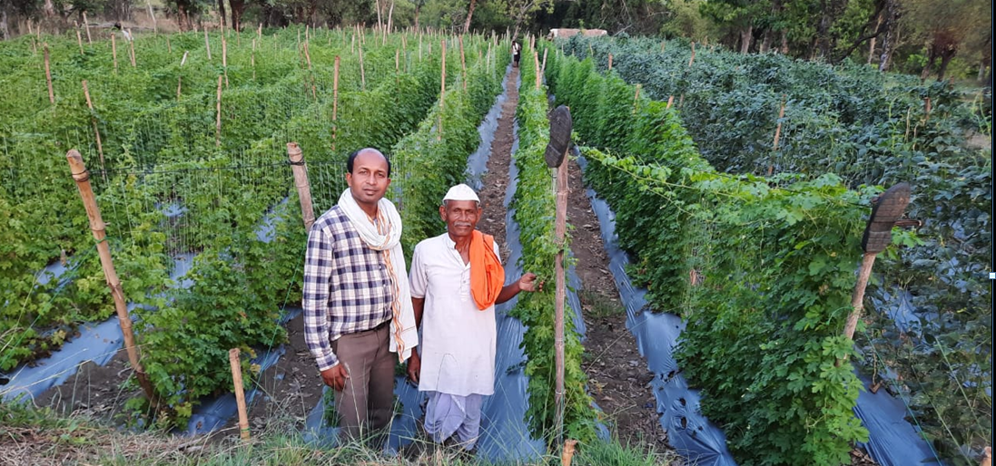 सिवनी यशो:- किसानों की आय में वृद्धि के उद्देश्य से शासन द्वारा कृषि लागत को कम करने के साथ ही कृषि उत्पाद का उचित मूल्य किसानों को दिलाने की दिशा में विभिन्न योजनाऐं क्रियान्वित की जा रही है। जिनका लाभ लेकर प्रदेश के किसान बेहतर आय अर्जित कर रहे हैं। ऐसा ही उदाहरण सिवनी जिले के बरघाट विकासखंड के ग्राम मरारी टोला के किसान रामचरण पंचेश्वर का भी है। जिन्होंने उद्यानिकी विभाग द्वारा संचालित प्रधानमंत्री कृषि सिंचाई योजना का लाभ लेकर अपने छोटे रकबे में ड्रिप सिस्टम लगाया है। इस वर्ष कृषक रामचरण पंचेश्वर ने ड्रिप सिस्टम से करेला की फसल उत्पादित कर पहले से लगभग ढाई गुना आय प्राप्त की है।