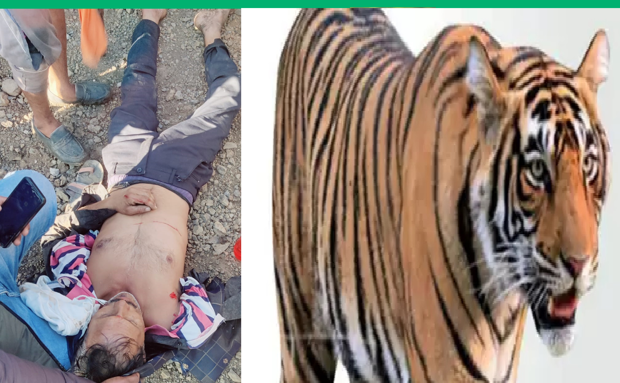 सिवनी यशो:- जिले के अनेक क्षेत्रों में बाघ जंगल से निकलकर आबादी एरिया में आकर मनुष्यों तथा पालतू जानवरों को शिकार बना रहे है । वन विभाग के कर्मचारी अधिकारी वनों की सुरक्षा छोड़कर आबादी एरिया में बाघ से होने वाले नुकसान और बाघ की सुरक्षा में जुटे रहते है । पिछले कुछ दिनों से सिवनी विधानसभा एवं केवलारी विधानसभा क्षेत्र के ग्रामों में बाघ की उपस्थिती ग्रामीणों के लिये दहशत का कारण बनी हुई है ।