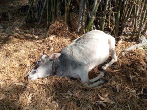बाघ का आतंक बढ़ा, दो मवेशियों को बाघ ने फिर बनाया गारा - Seoni News
