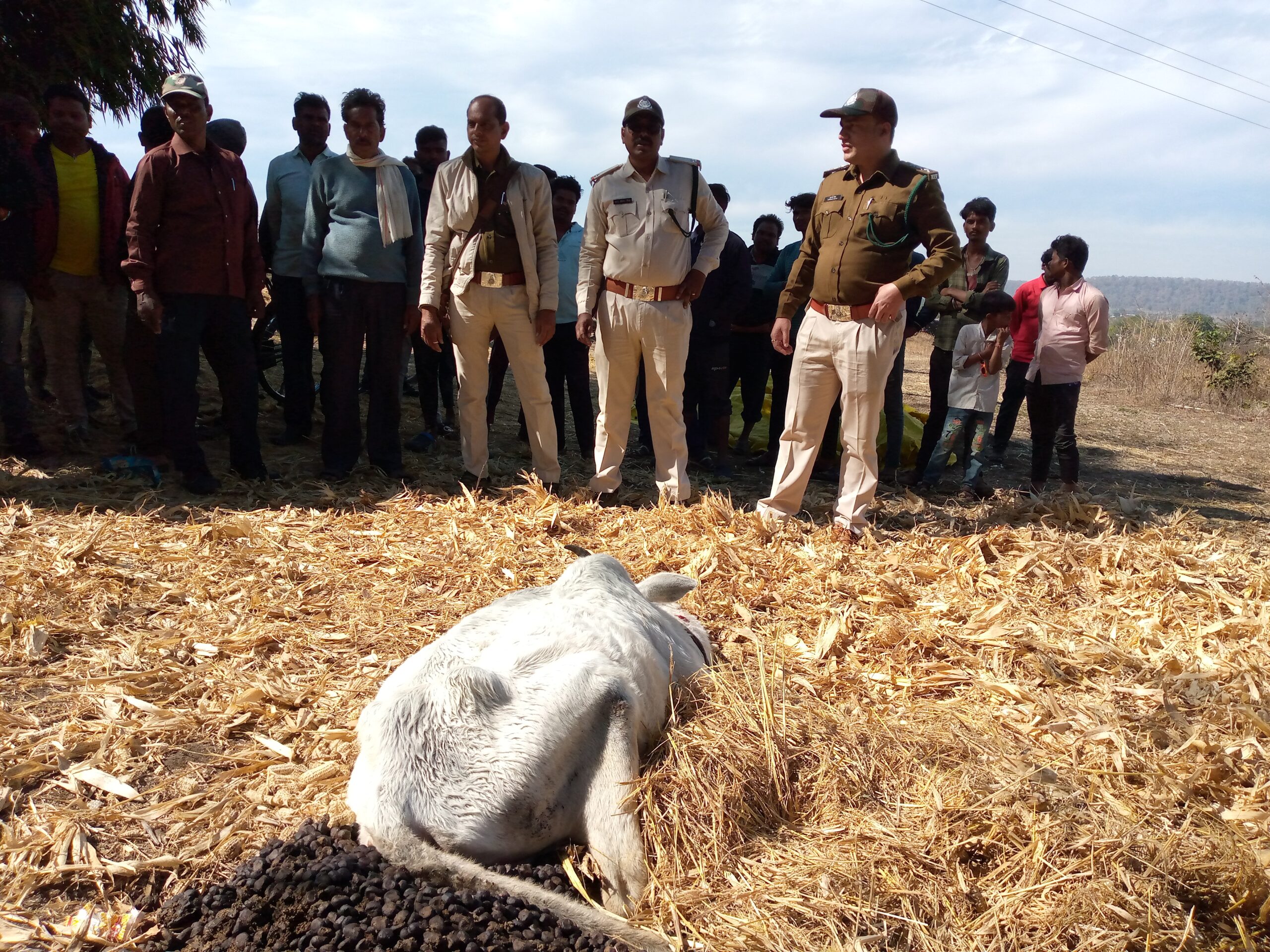 छपारा यशो:- विगत 20 दिसम्बर से बडोंल के ग्राम गोरखपुर कलां के पास में मवेशियों को शिकार बनाया था बाघ की क्षेत्र में आमद से ग्रामीणों में दहशत का वातावरण बना हुआ है। वहीं 5 जनवरी को सुबह ग्राम खैरी टोला से एक किसान के खेत में बंधे हुए दो मवेशियों को बाघ ने अपना शिकार बना लिया किसान के खेत में बाघ के पगमार्क देखें गये है । बाघ की उपस्थिती और मवेशियों को बाघ ने अपना गारा बना लिया इस बात की सूचना किसान ने वन विभाग छपारा को दे दी है ।
