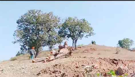 छिन्दवाड़ा यशो:- पर्यावरण के उद्देश्य को लेकर एक पेड़ मां के नाम पर वृक्षारोपण अभियान देशभर में चलाया गया। जिसके तहत देशभर में जमकर वृक्षारोपण किया गया, लेकिन तामिया में इसी अभियान के एकदम विपरीत आचरण अपना कर बरसों पुराने फलदार वनोपज देने वाले हरे भरे पेड़ों को काटने का अंतहीन सिलसिला तामिया में जारी है। उदाहरण के तौर पर तामिया सीएम. राइज स्कूल निर्माण में अनुमति की आड़ में आम वा फलदार महुआ के पेड़ काटे जा चुके है। इसी तरह आईटीआई कॉलेज जो पाटन ग्राम में बन रहा है।उसमें भी वनोपज देने वाले महुए के पेड़ों की वली दे दी गई। ऐसा सिर्फ इसलिए हो सका कि पेड़ों पर नियंत्रण रखने वाले पटवारी तहसीलदार कोटवार जानते वूझते हुए भी इन पेड़ काटने वालों पर कार्रवाई नहीं कर सके। लेकिन इससे भी ज्यादा गंभीर मामला तामिया के भारिया ढाना मैं संग्रहालय निर्माण कार्य जिसमें पेड़ तो नहीं है, लेकिन ठेकेदार की निर्माण सामग्री ले जाने के लिए वाहन गुजरना है।